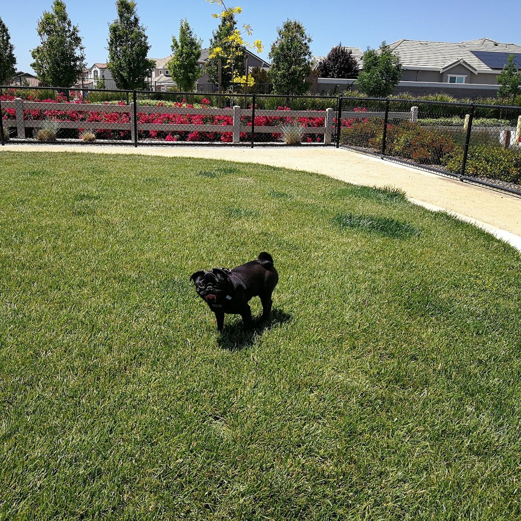 Dakota (Dog) Park 3