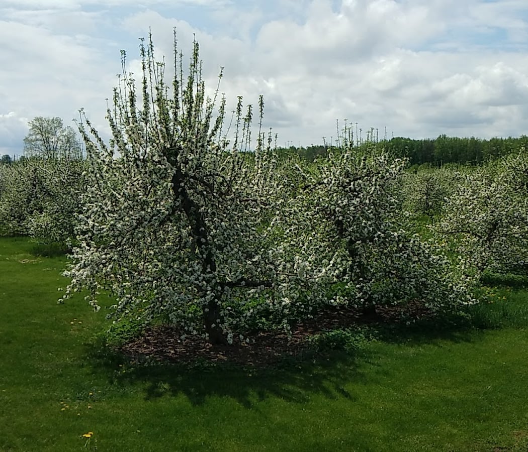 Smyth's Apple Orchard 1