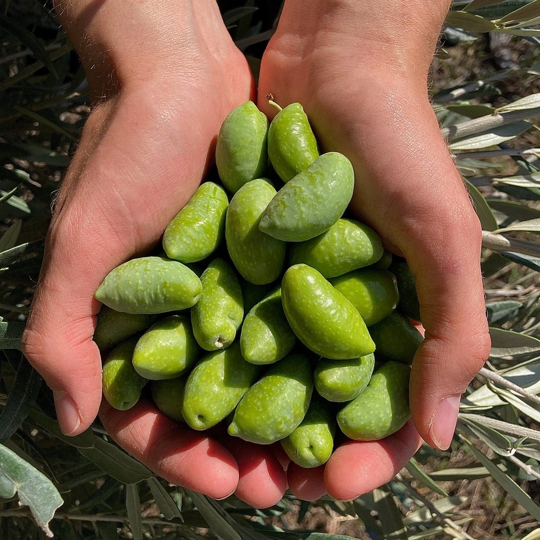 Domaine l'Oulivie : Producteur d'huiles d'olive - Moulin à huile 1