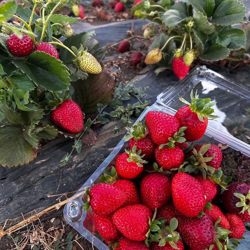 Yoga & U-Pick Offering at the Farm 1