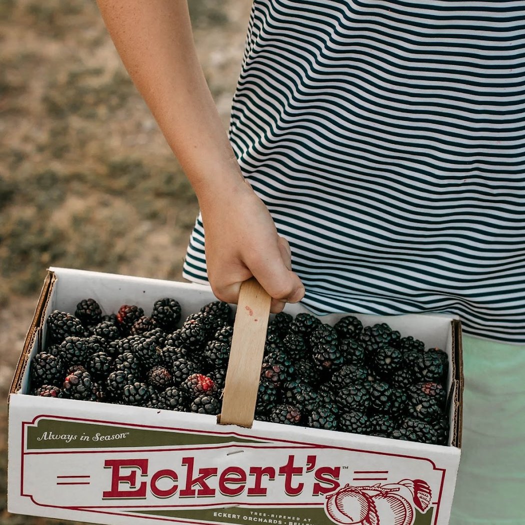 Eckert's Pick Your Own Belleville Farm 2