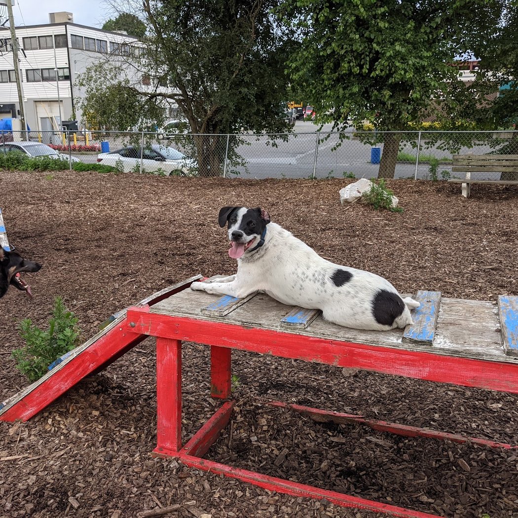 Pleasantville Dog Park 3