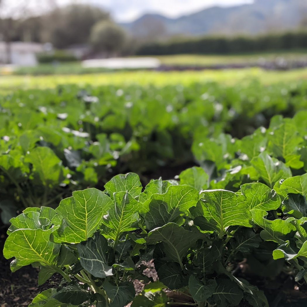 French Laundry Culinary Garden Tours 1