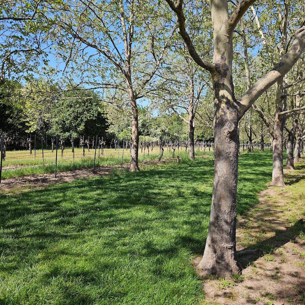Sebastiani Circus Park 2