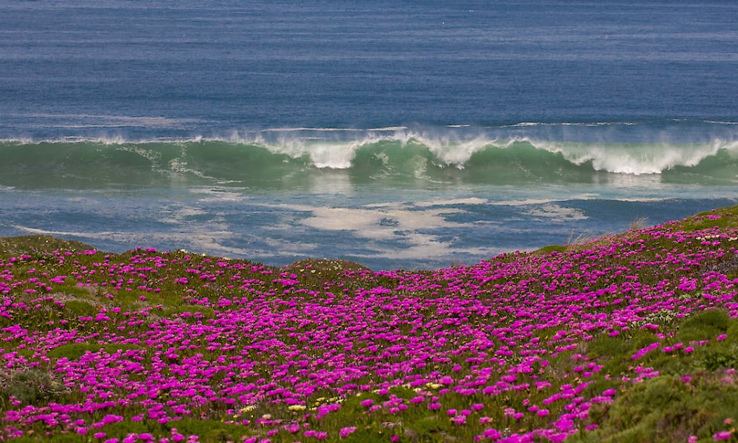 Point Reyes Beach 1