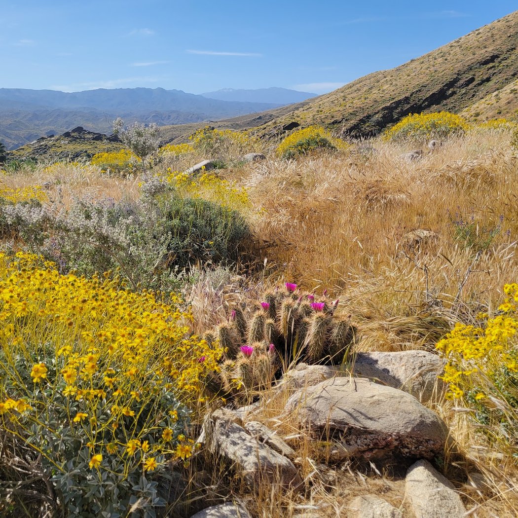 Indian Canyons 3