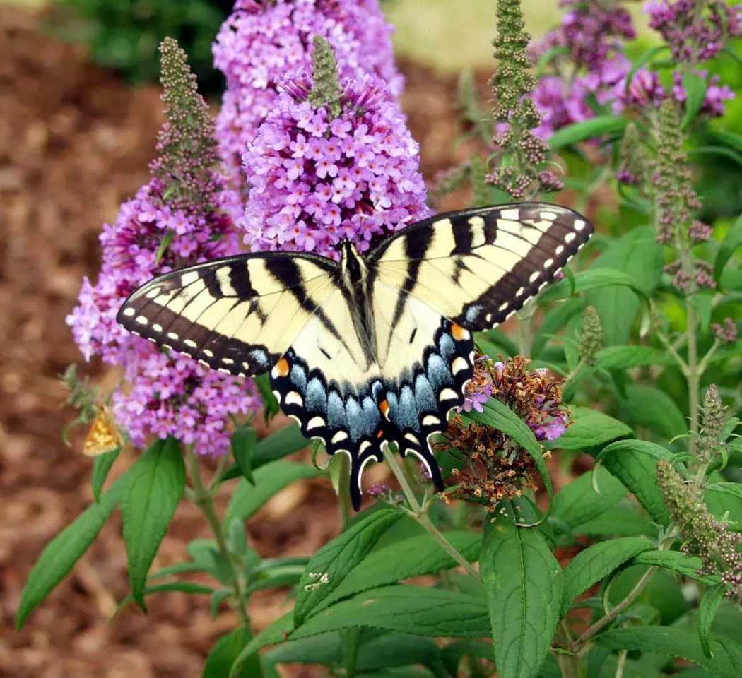 Techmer Nursery & Garden Center 1