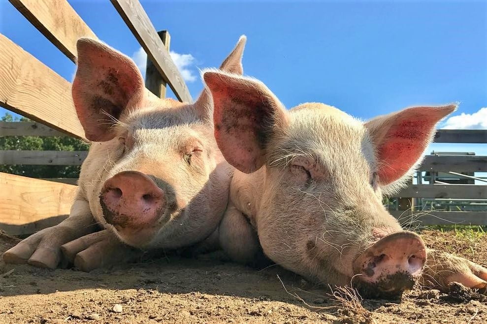 Woodstock Farm Sanctuary 1