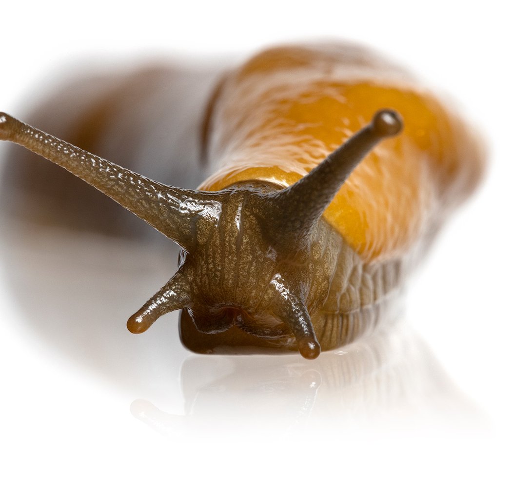 Bilingual Scavenger Hunt: Look for Nico, the banana slug 2
