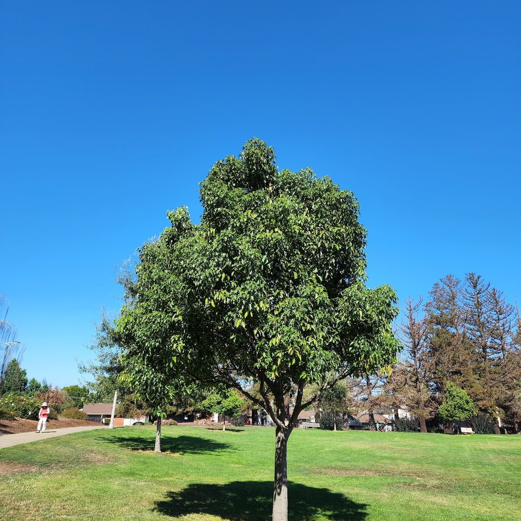 Tennis Courts | Serra Park 4