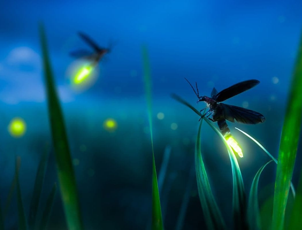 Family Firefly Hikes 2