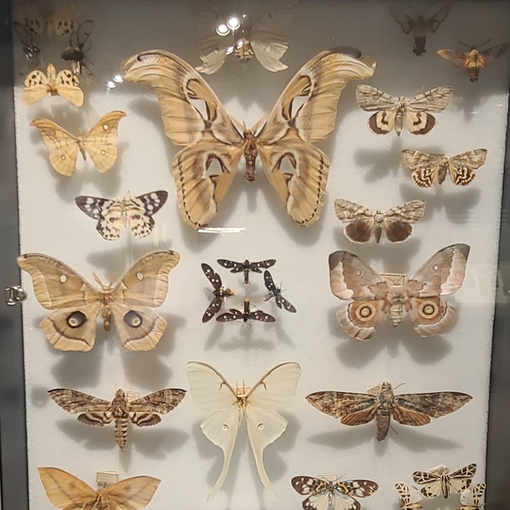Reactions in Action! The Secret Chemistry of Insects 1