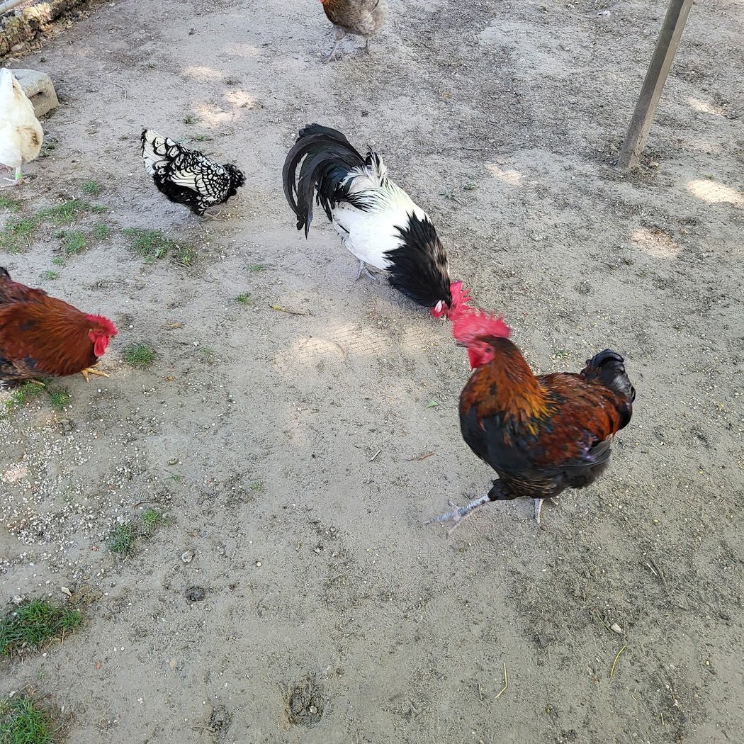 Ménagerie Saint-Baudile 4