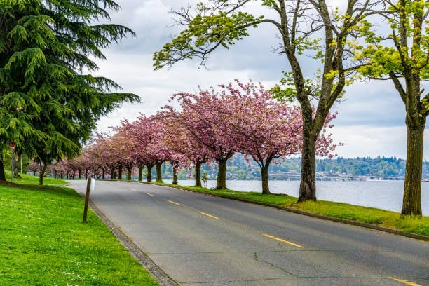 Lake Washington Blvd Bicycle Weekends 1