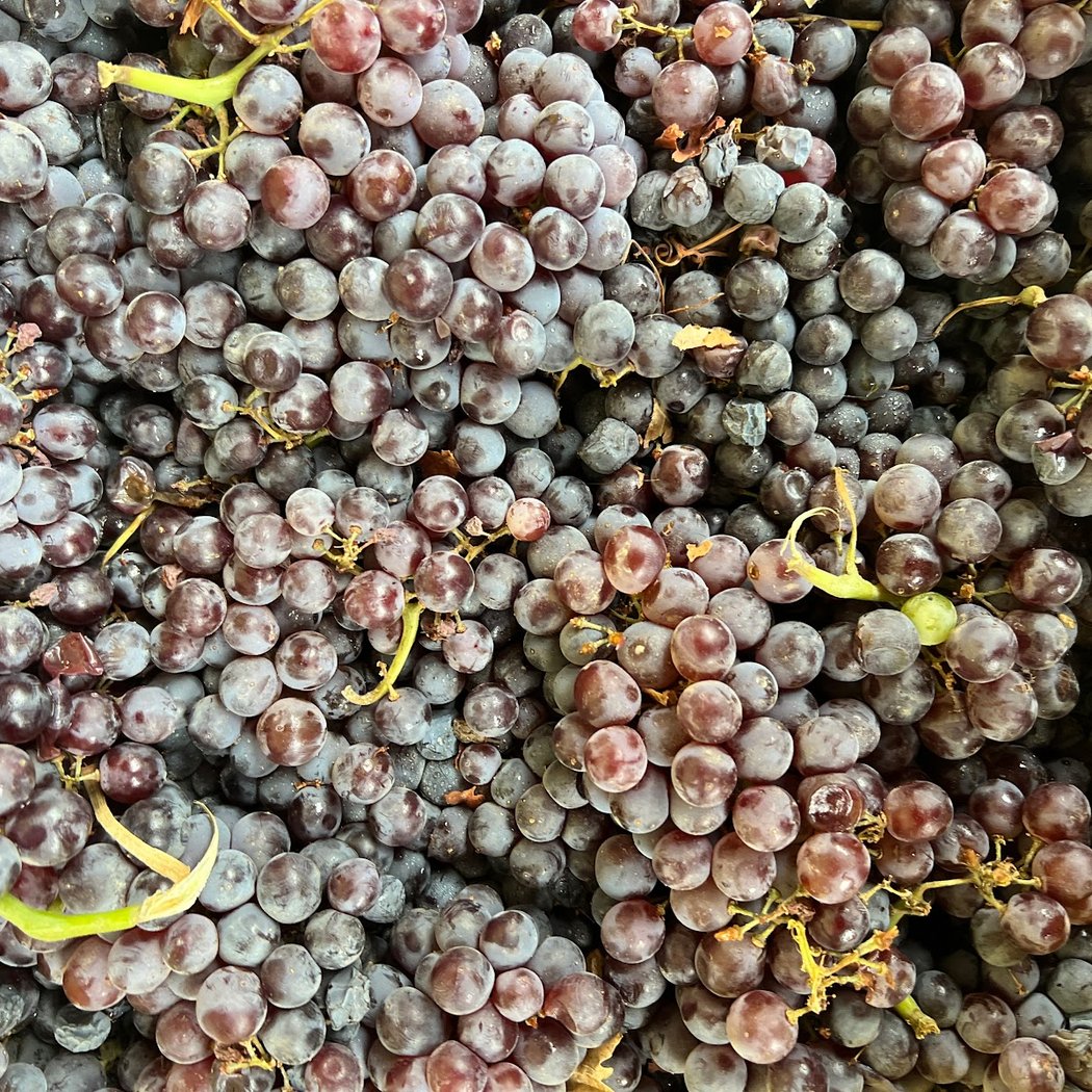 Lapide Wine Grape and Juice 3