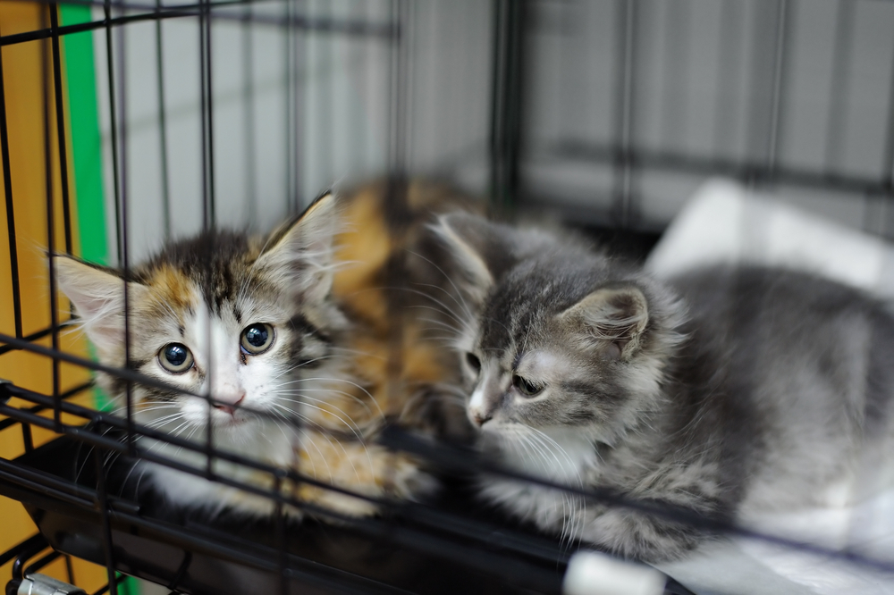 Riverside Arts Meowket Adoption Drive 3