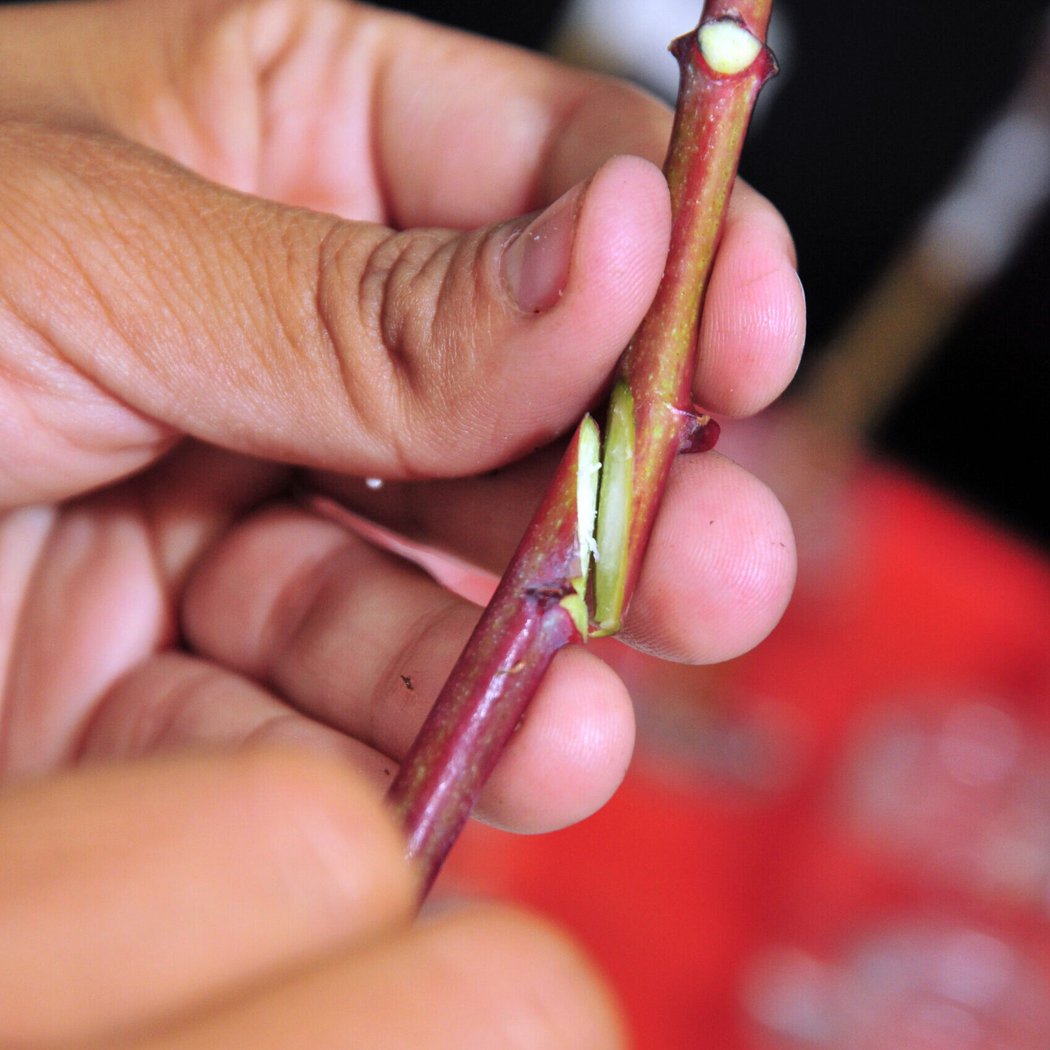 Advanced Grafting Techniques Workshop 1