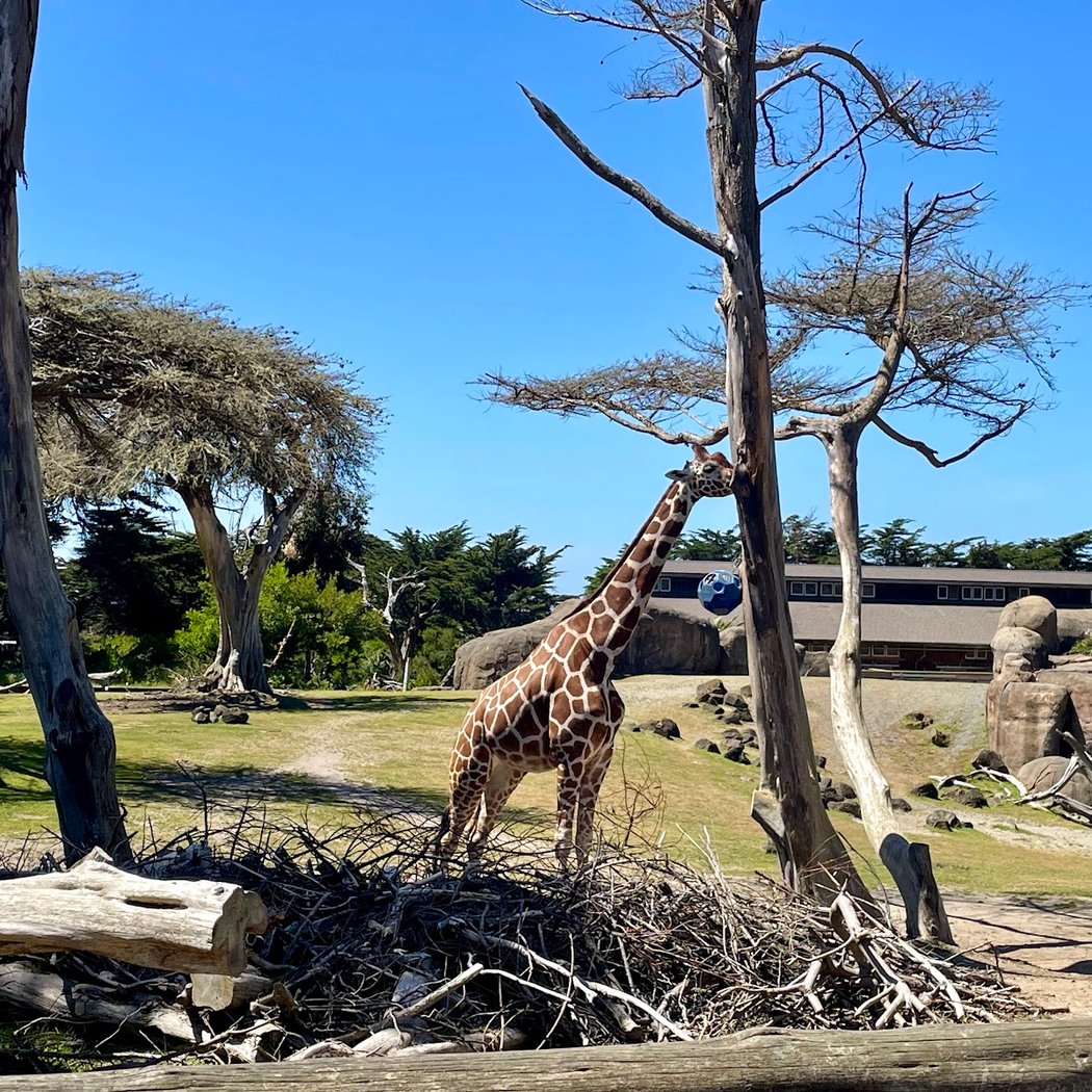 Giraffe Lodge 1