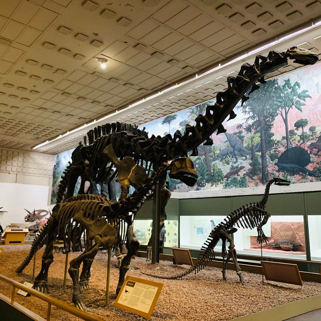 Yale Peabody Museum 1