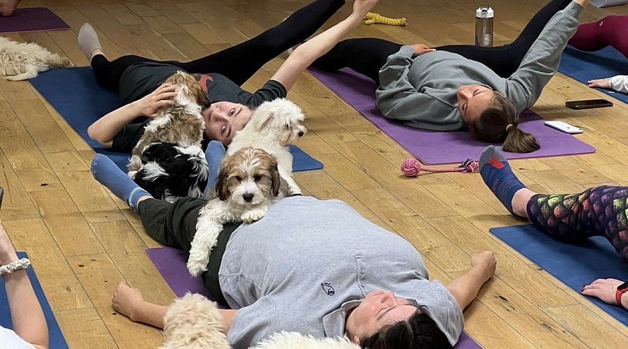Rescue Puppy Yoga 3