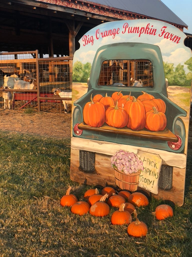 Big Orange Pumpkin Farm 1