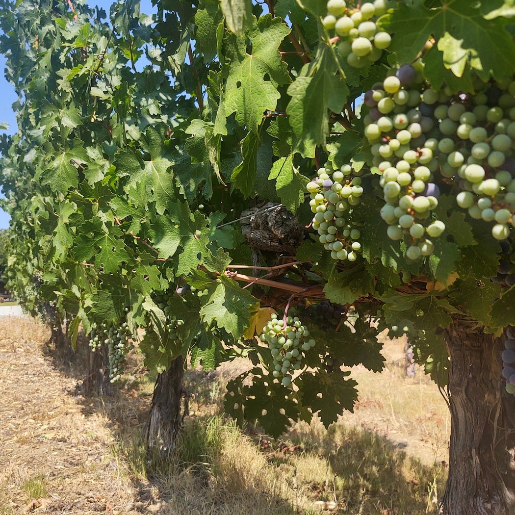 Vine & Pints Winemakers Pairing 4