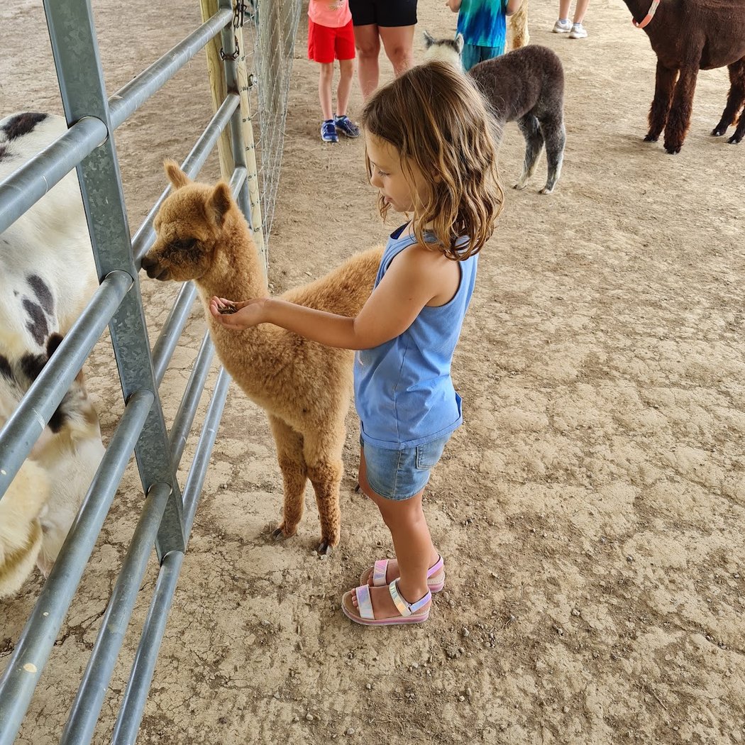 Majestic Meadows Alpacas & Boutique 3