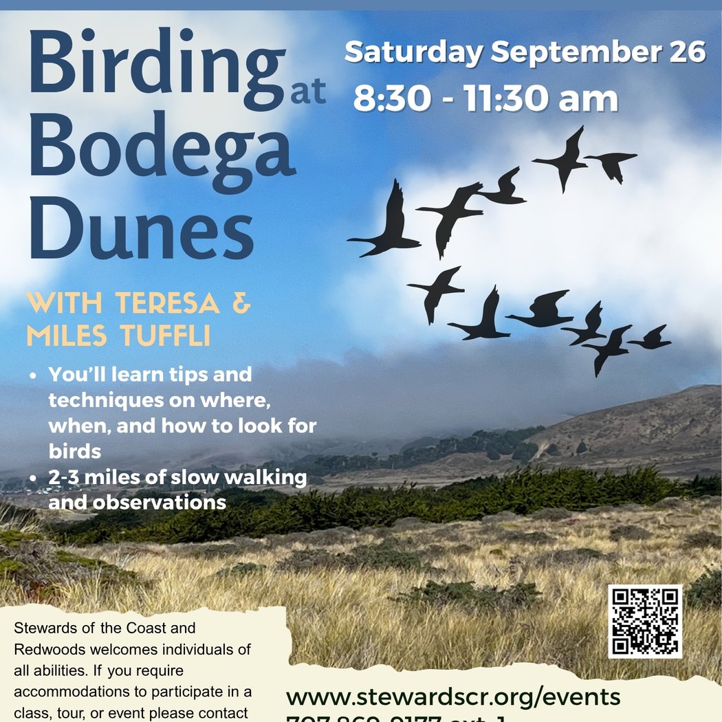 Birding at Bodega Dunes 1