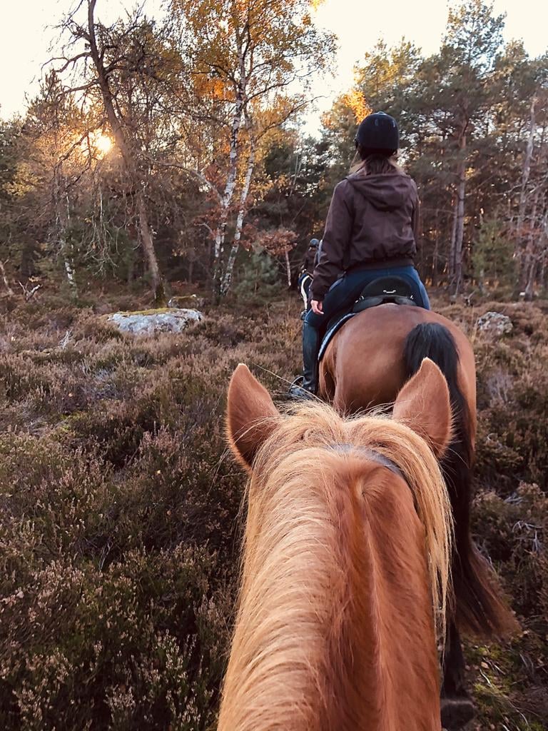 Des sabots dans la forêt - Balades à cheval à Fontainebleau 3