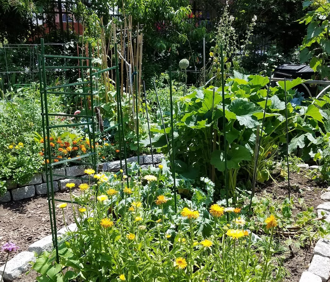 Pacific Street Bears Community Garden 2