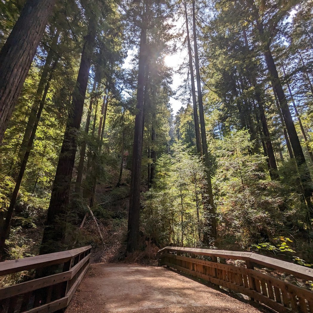 Old Growth Redwoods in Bear Creek 2