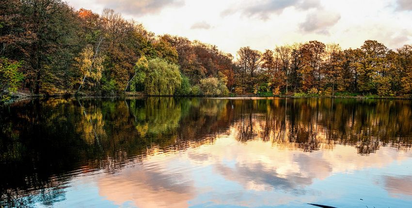 Forêt domaniale de Meudon 1