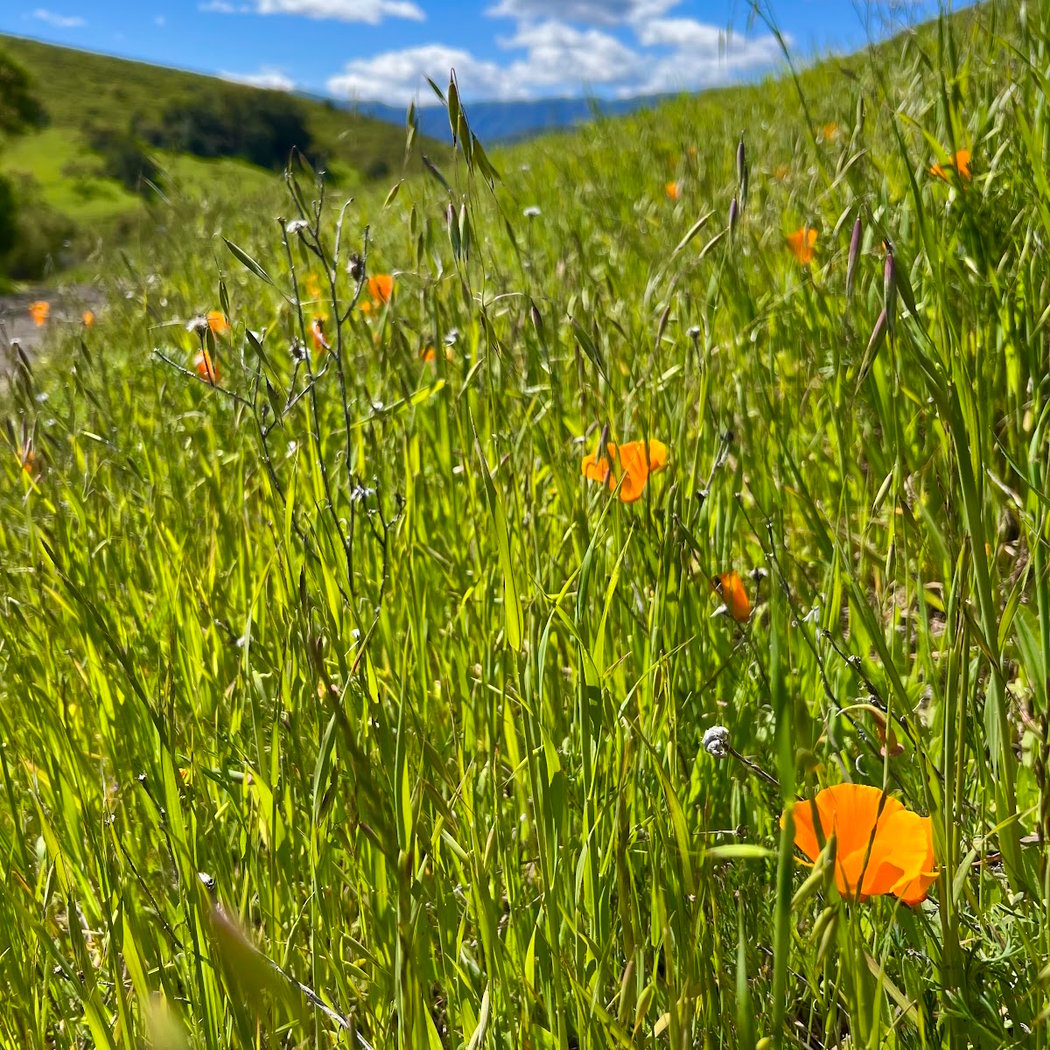 Santa Teresa County Park Wildflower Viewing 1