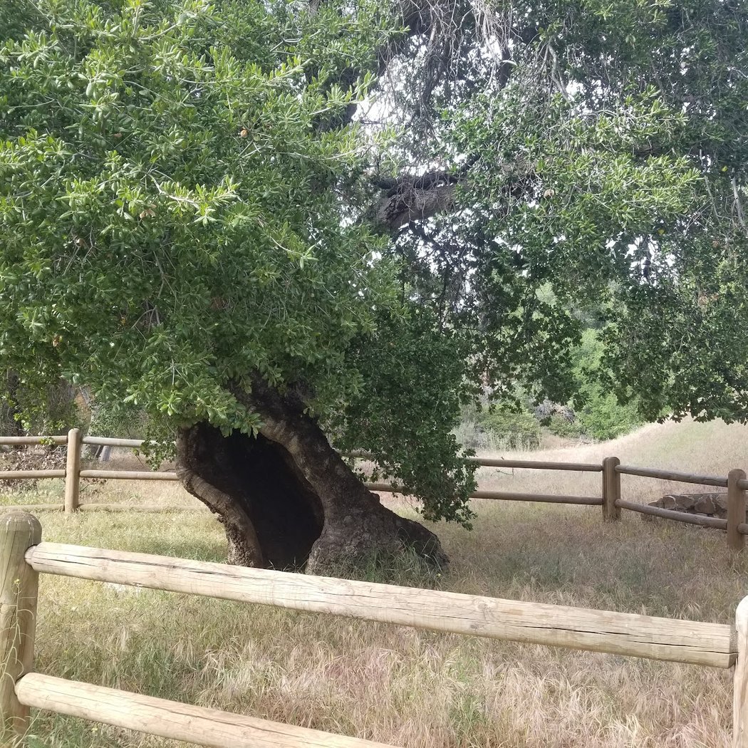 The Oak of the Golden Dream 1