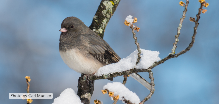 Great Backyard Bird Count 1