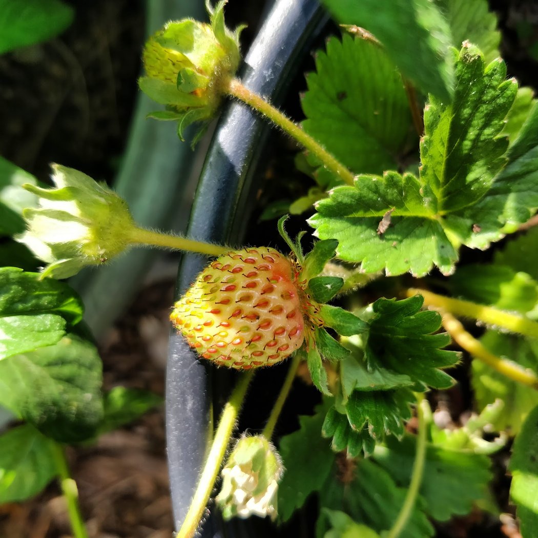 Q Gardens Community Farm 3