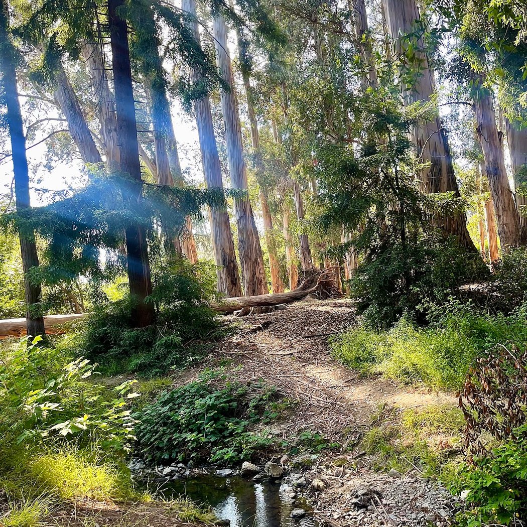 The Eucalyptus Grove 1