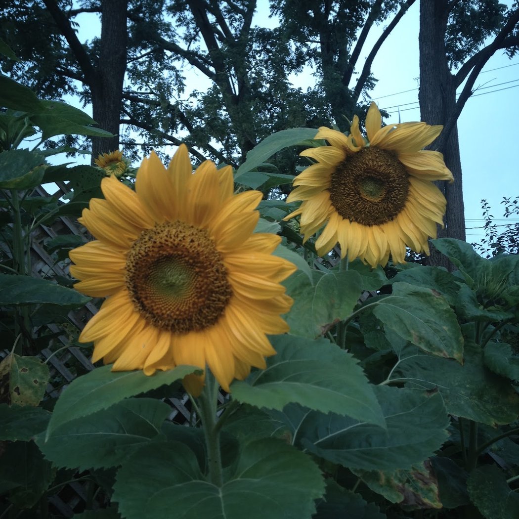 Nature Storytime: Bees 1