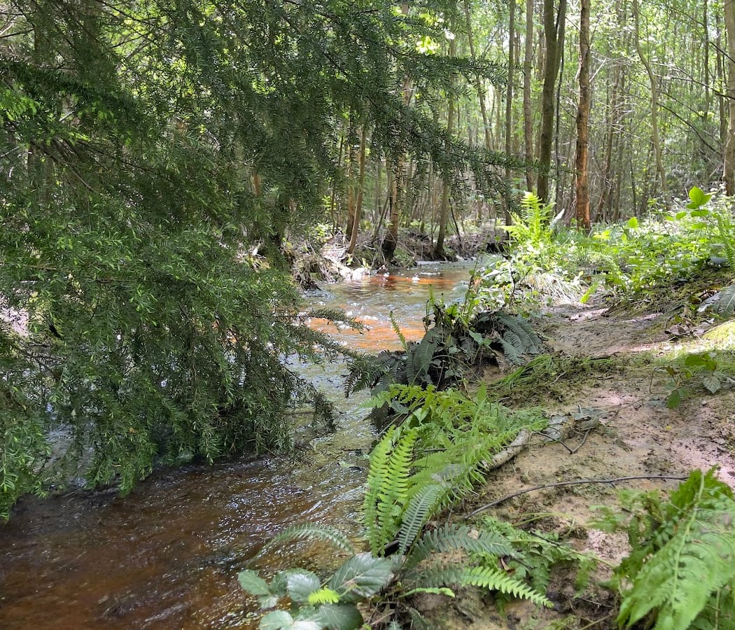 Forêt Domaniale de Saint-Évroult 3