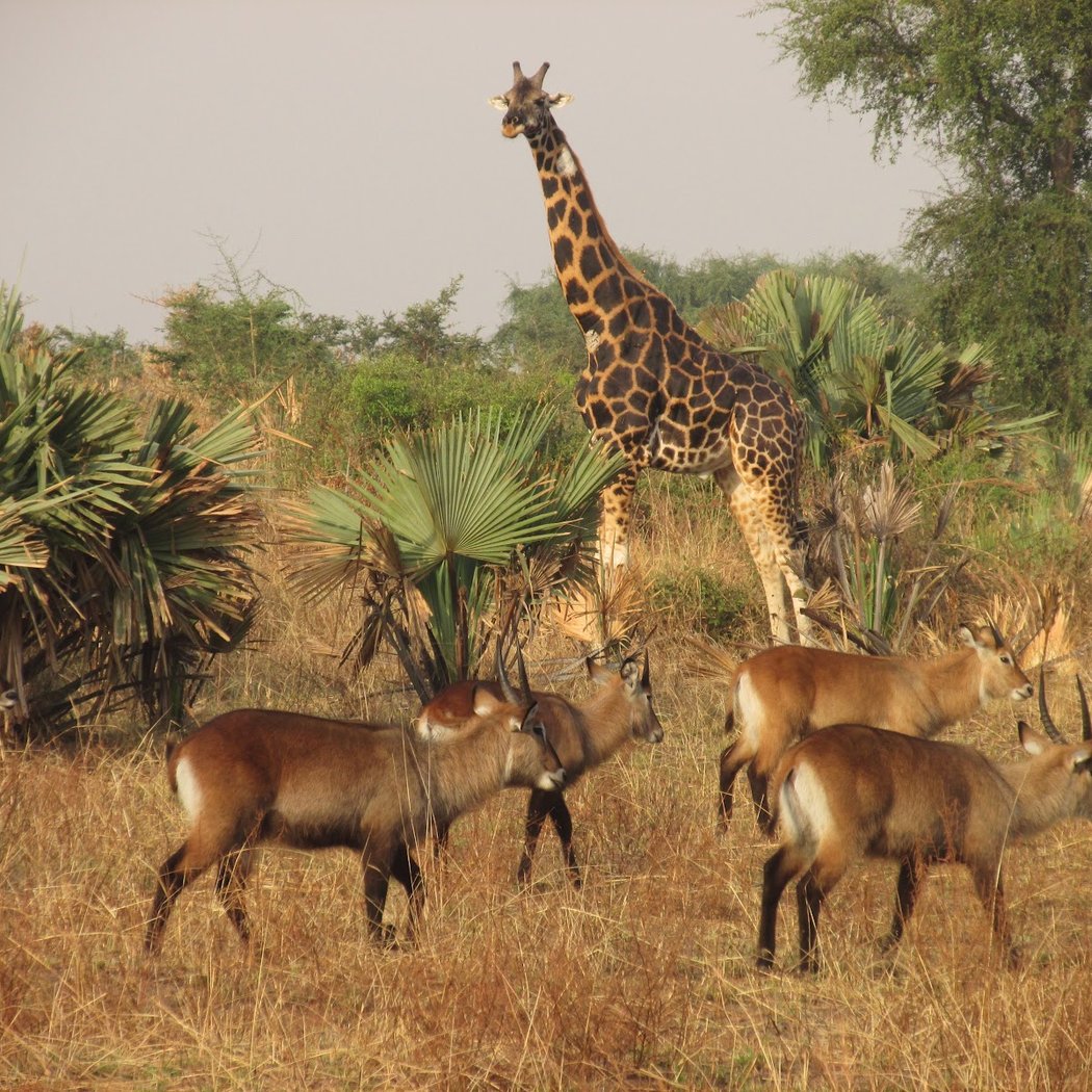 Murchison Falls National Park 3