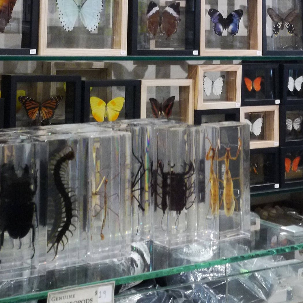 The Evolution Store