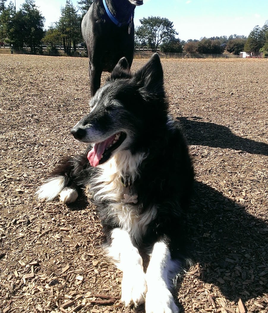 Deer Creek Village Dog Park 1