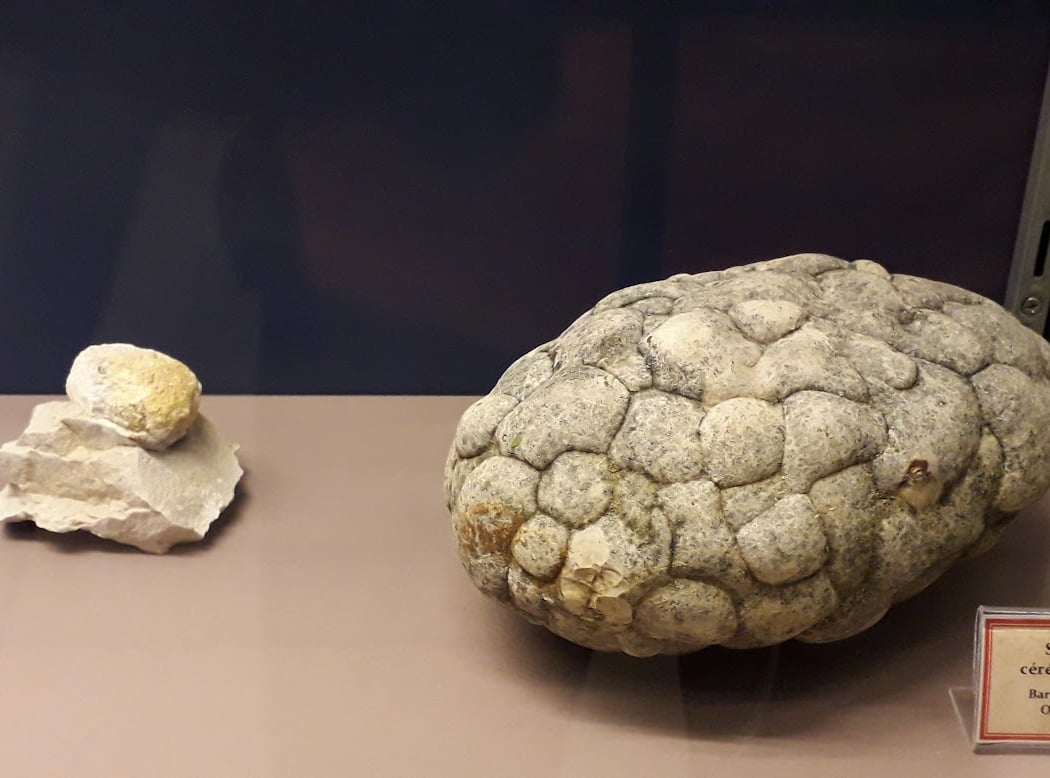 Musée Urgonia 3