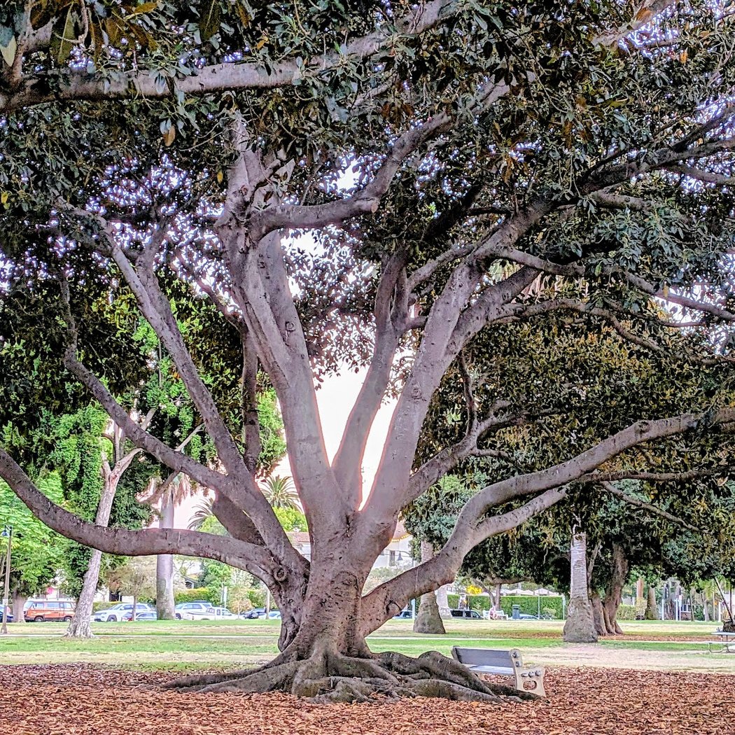 Weekly Volunteer Gardening at Alice Keck Park Memorial Garden 2