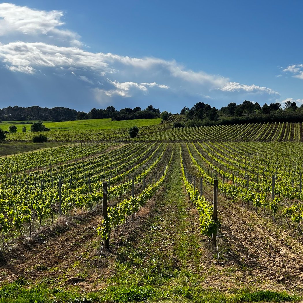 O'Vineyards Wine Tour. Winery Visits. 1