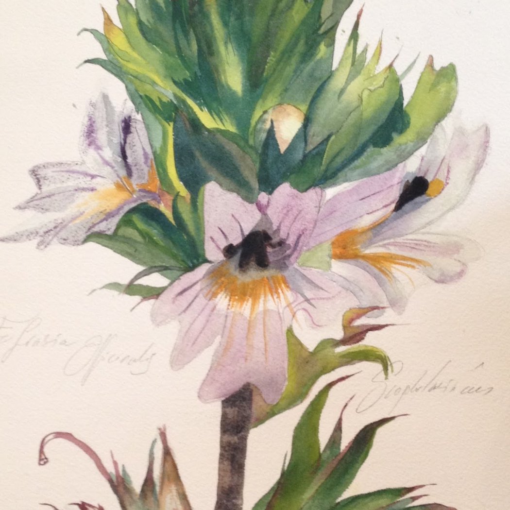Workshop Watercolor Cmc / Course & Internship D'aquarelle 3