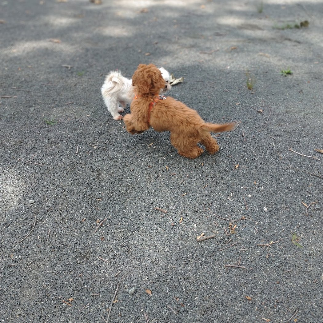 Essex County Branch Brook Park Dog Park 1
