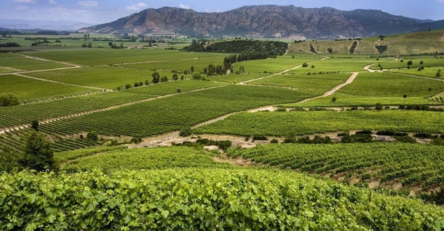 Wine 101: Chile with Georgia Sugarman 1