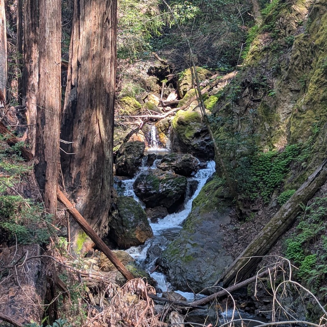 Forest Immersion Walk 2