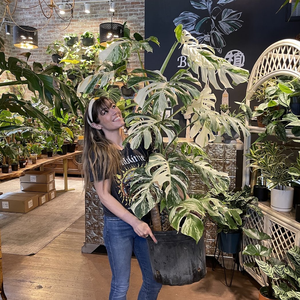 Botany Zhi ( house of botanicals) 1